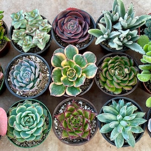 4” 15-Pack of Assorted Succulents - Combo Pack of 15 Live Succulents - Party Favors - Baby Shower - Wedding Favors - Corporate Gifts