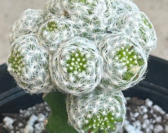 6” Grafted Mammillaria Vetula Cactus  - Thimble Cactus - Drought tolerant