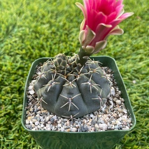 4” Gymnocalycium baldianum - Flowering Cactus