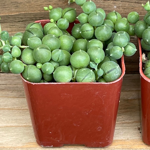 2” String of Pearls - Live Succulents