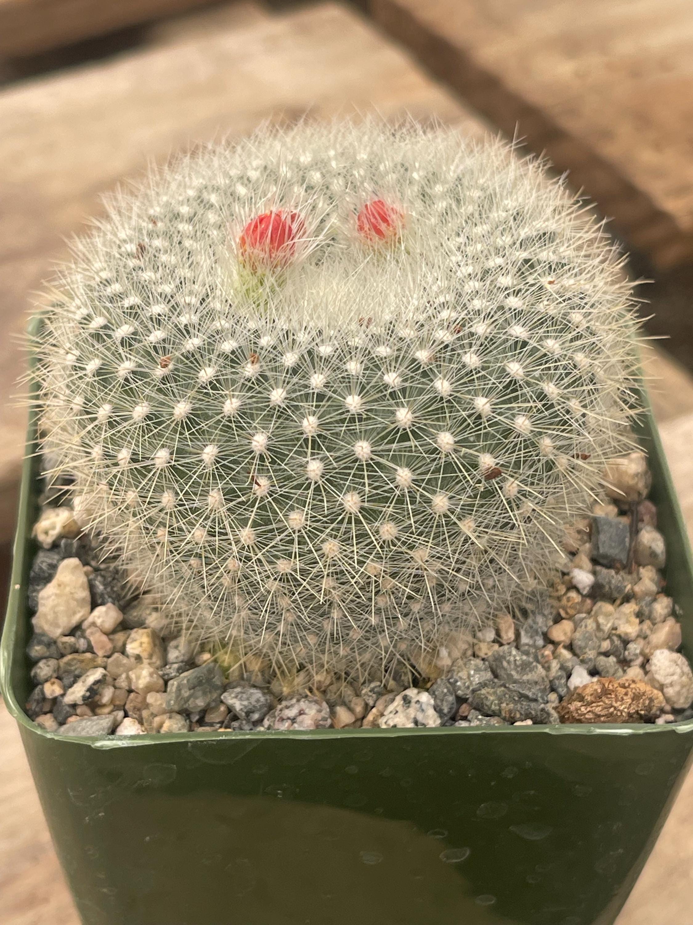 4” Notocactus Haselbergii - Scarlet Ball - Parodia - Etsy