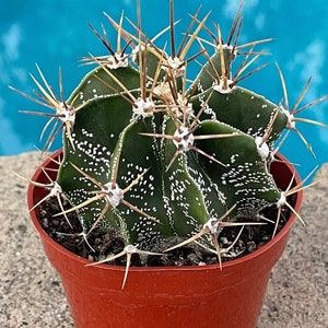 4” Live Rare Cactus - Astrophytum  Ornatum Star Cactus