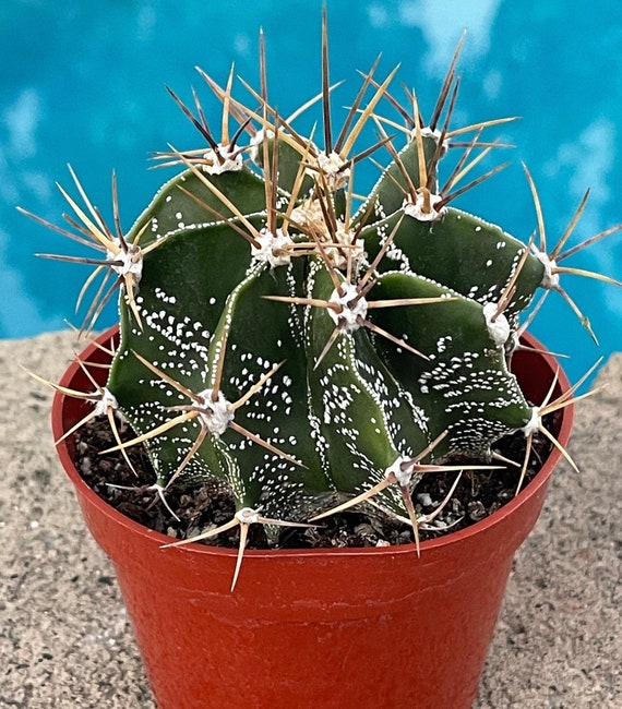 4 Live Rare Cactus - Astrophytum Ornatum Star Cactus - Etsy