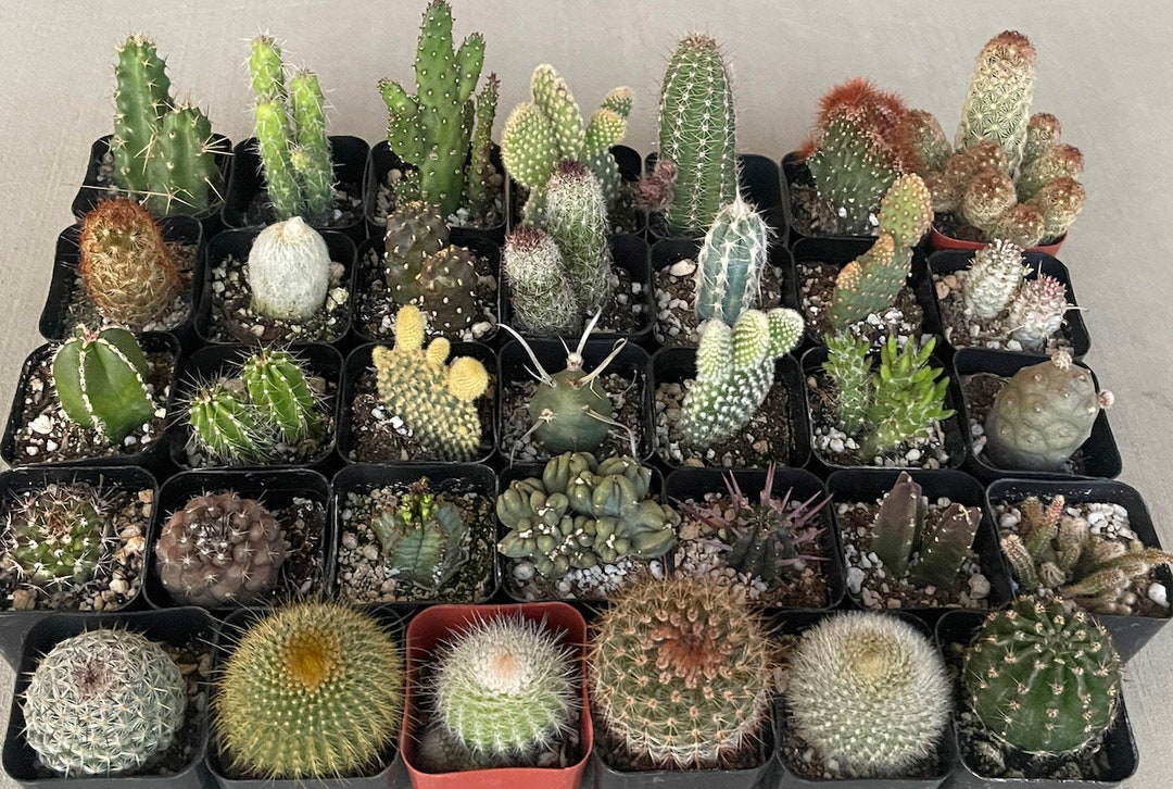 Multiple Cacti 2