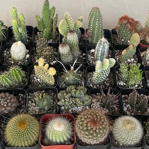 May include: A collection of various cacti in small black square pots. The cacti vary in shape, size, and color, including green, brown, and white. Some have spines, while others have smooth surfaces. The pots are arranged closely together.