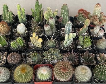 3/6/9/12/15/18/21/24/30/34/100+ Combo Pack of 2” Potted Cacti - Cacti Combo Pack