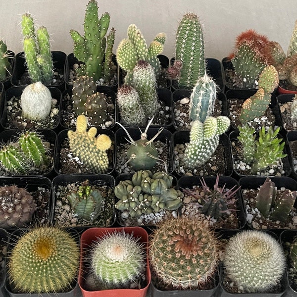 3/6/9/12/15/18/21/24/30/34/100+ Combo Pack of 2” Potted Cacti - Cacti Combo Pack