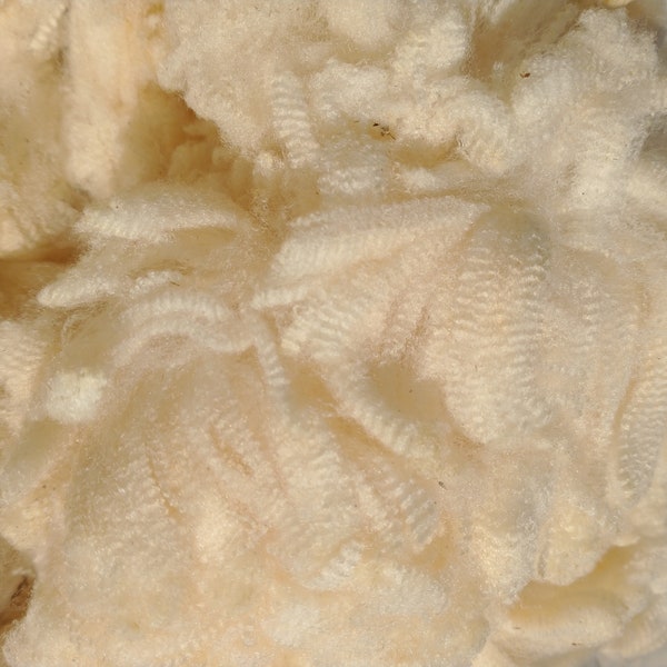 Superfine Merino Wool Fleece, 16.7 Micron, Grand Champion Fleece