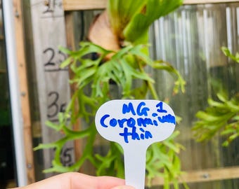 Platycerium Staghorn Fern Coronarium Thin #1