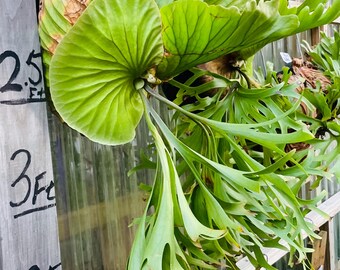 Platycerium Staghorn Fern Kidshkood Thin #4
