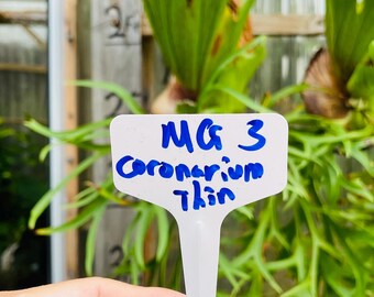 Platycerium Staghorn Fern Coronarium Thin #3