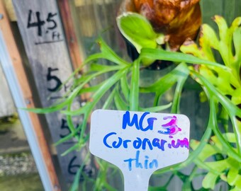 Platycerium Staghorn Fern Coronarium Thin #3