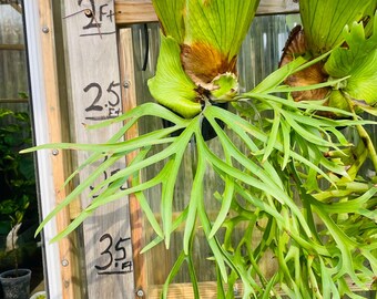 Platycerium Staghorn Fern Coronarium Thin #2