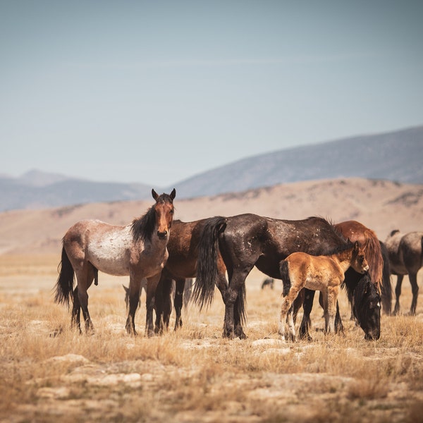 Horse Print, Horse art, Modern Farmhouse Art,  DIGITAL DOWNLOAD, PRINTABLE Art, Large Wall Art. Wild Horse Photography Onaqui Wild Horse