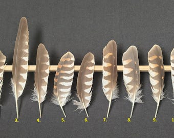 Plume de Faucon crécerelle (Falco tinnunculus)