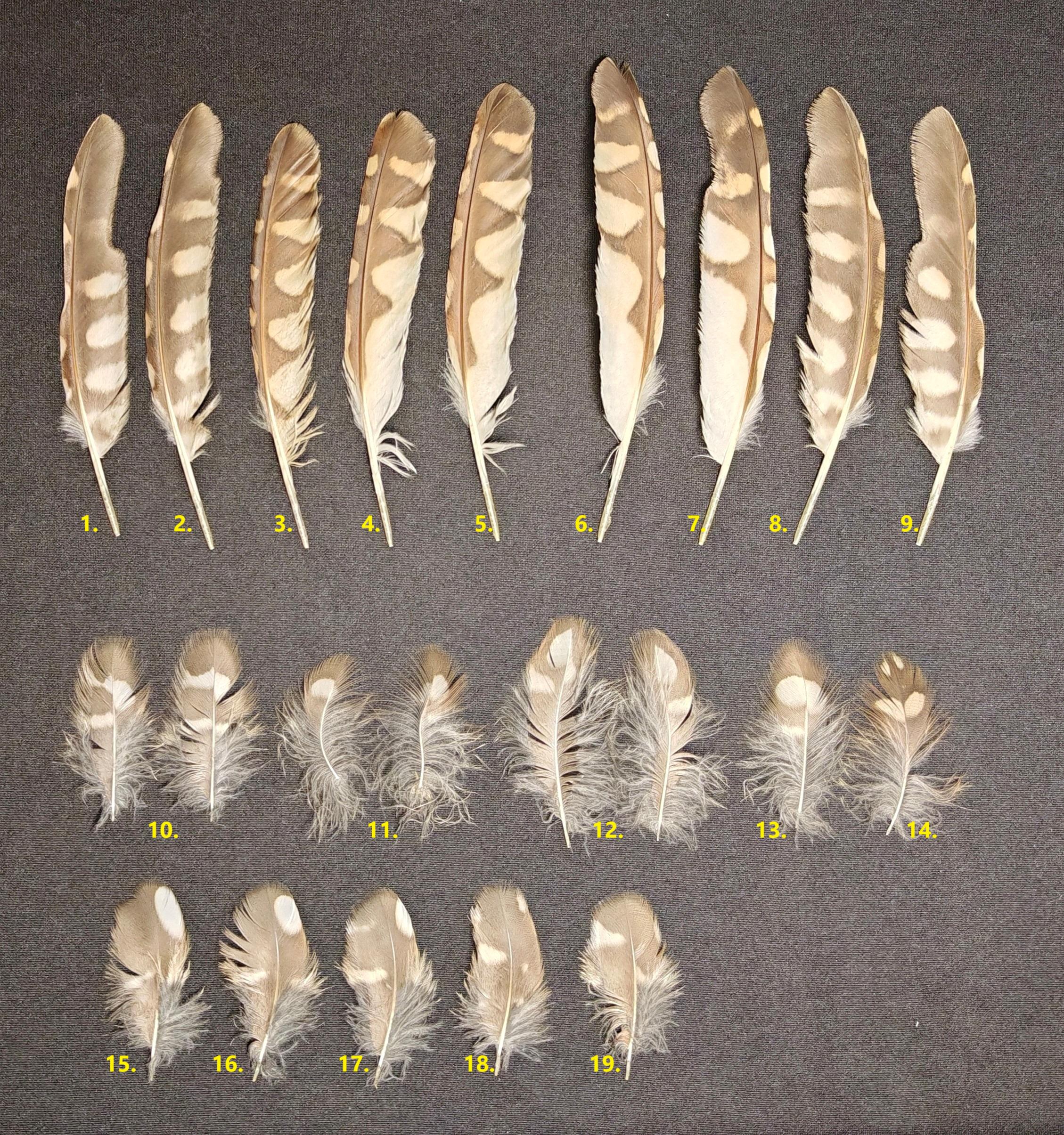 Beautiful Feathers From Burrowing Owl athene Cunicularia Etsy