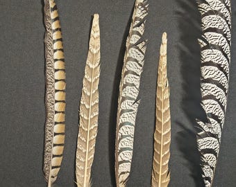 尾羽 キジ キジ科 (Chrysolophus amherstiae) - Etsy 日本
