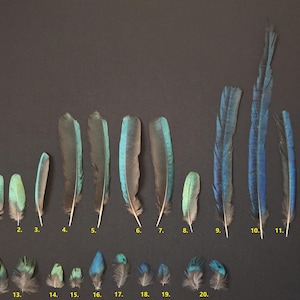 Rare wing feathers glossy starling (Lamprotornis caudatus and Lamprotornis superbus)
