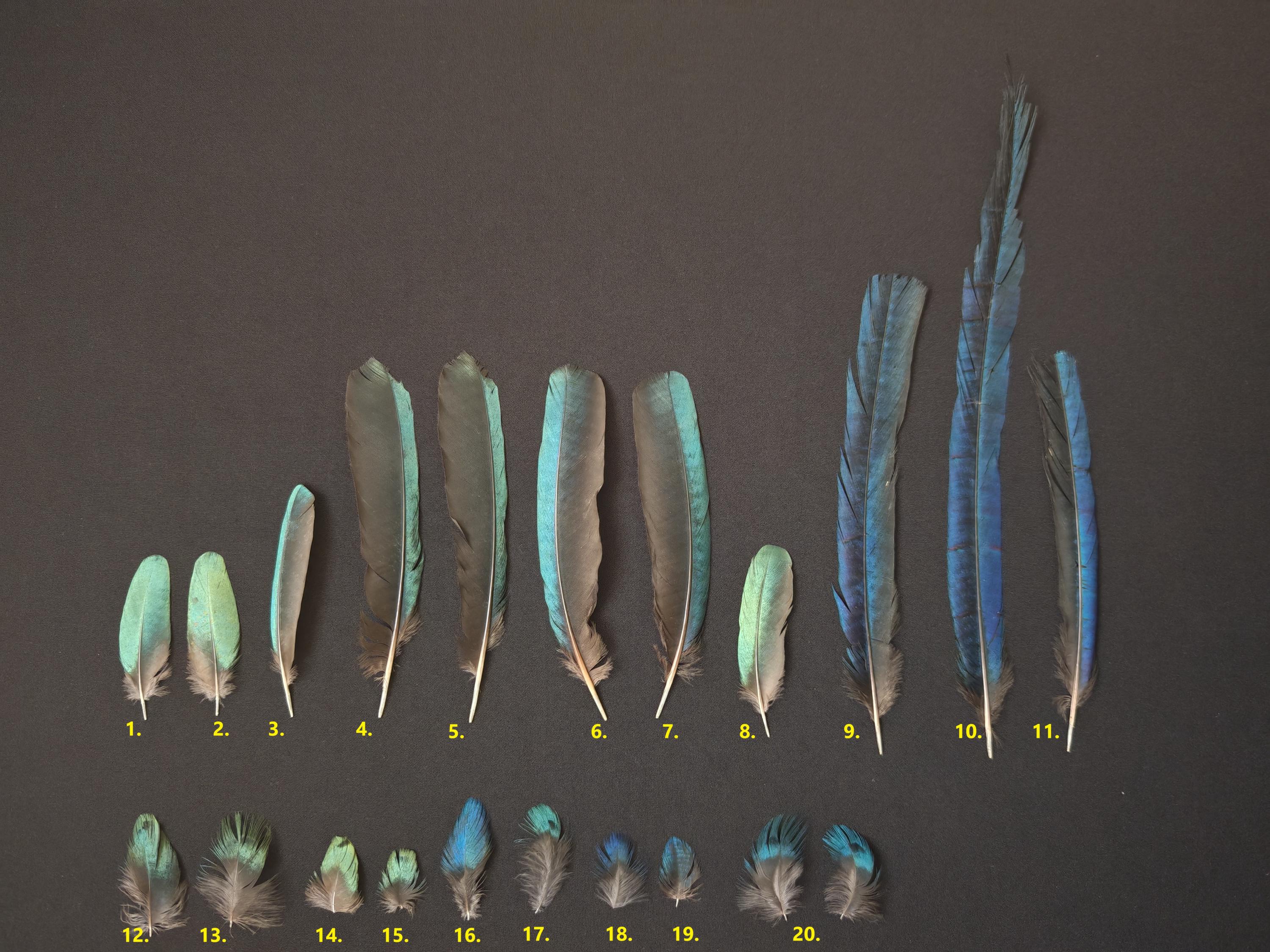 Rare wing feathers glossy starling (Lamprotornis caudatus and Lamprotornis superbus)