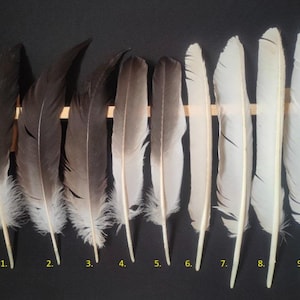 Red-crowned crane (Grus japonensis) feathers