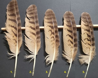 Eagle-owl wing feather (Bubo bubo)