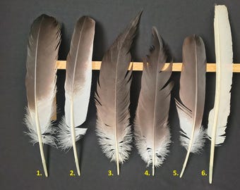 Plumas de grulla de corona roja (Grus japonensis)