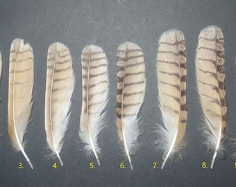 Long-eared owl (Asio otus) feathers