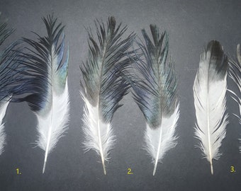 Threskiornis aethiopicus (Sacret ibis) feather