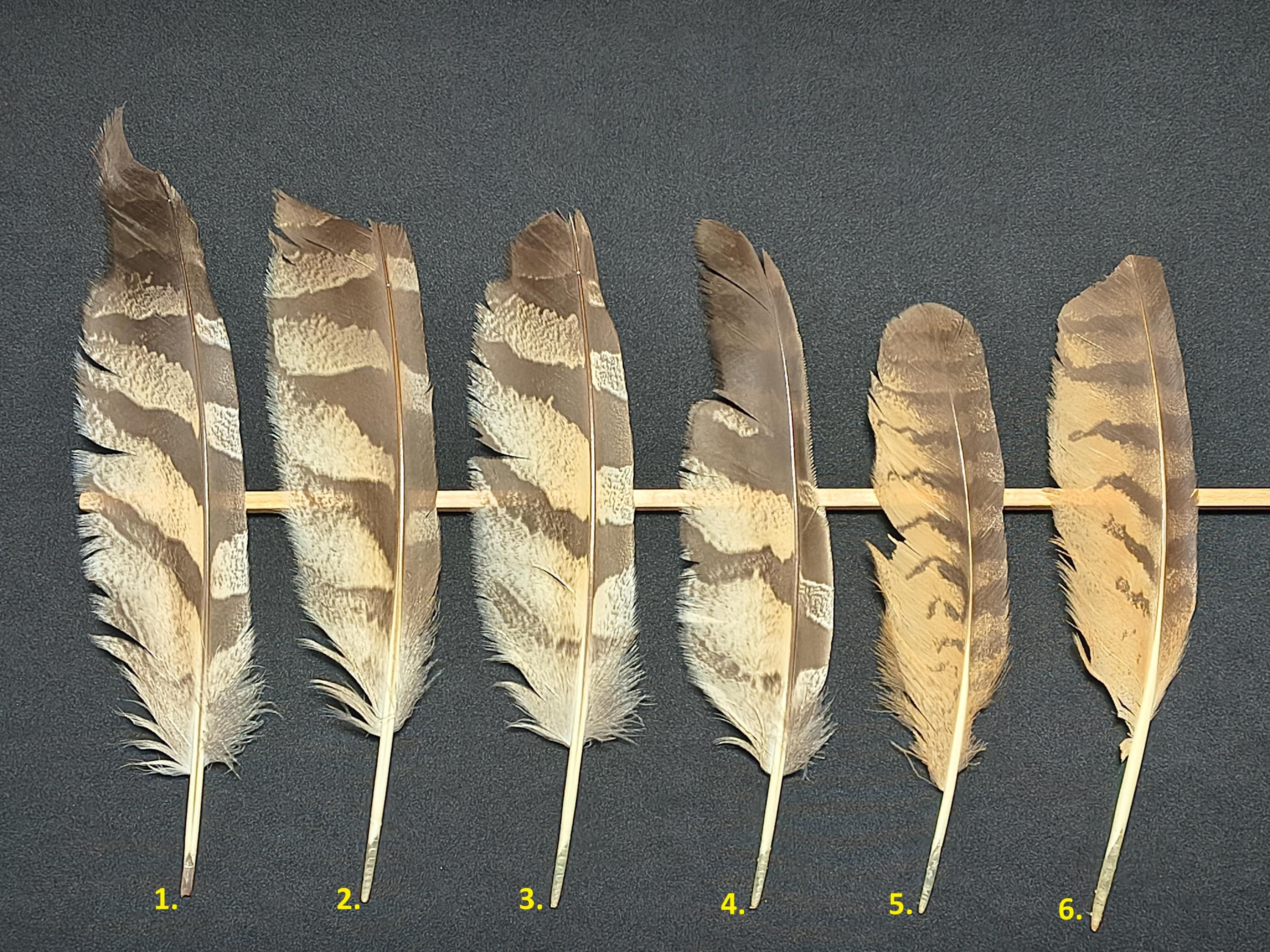 Eagle-owl wing feather (Bubo bubo)