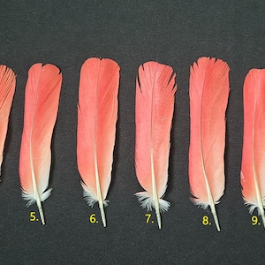 Feather red parrot