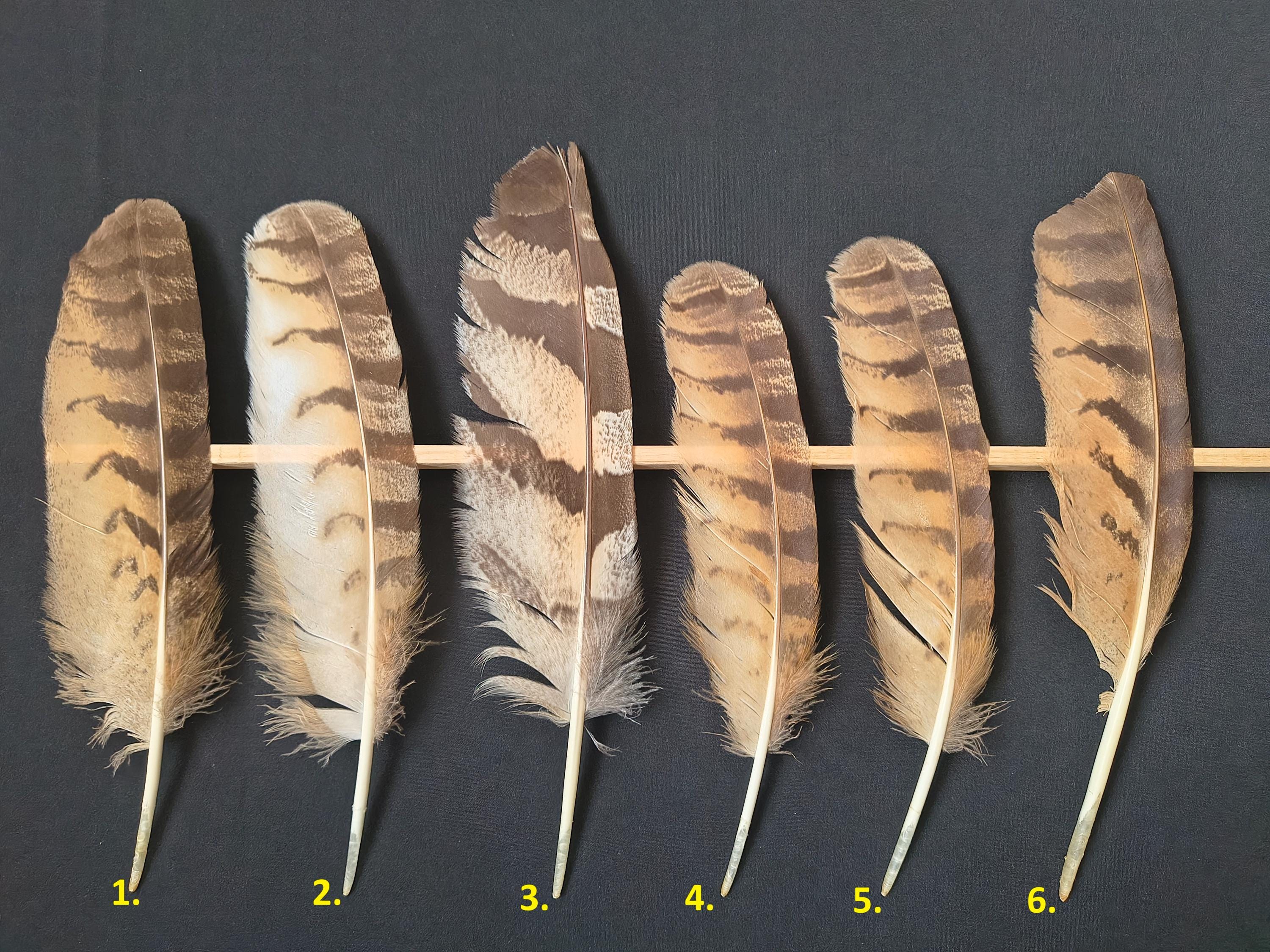 Eagle owl Wing Feather bubo Bubo Etsy eagle-owl-wing-feather-bubo-bubo-etsy