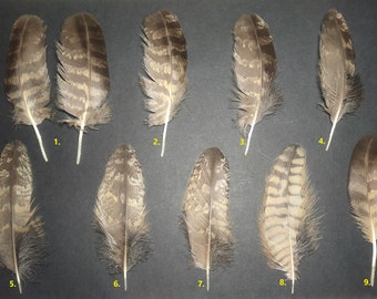 Eagle-owl feather (Bubo bubo)