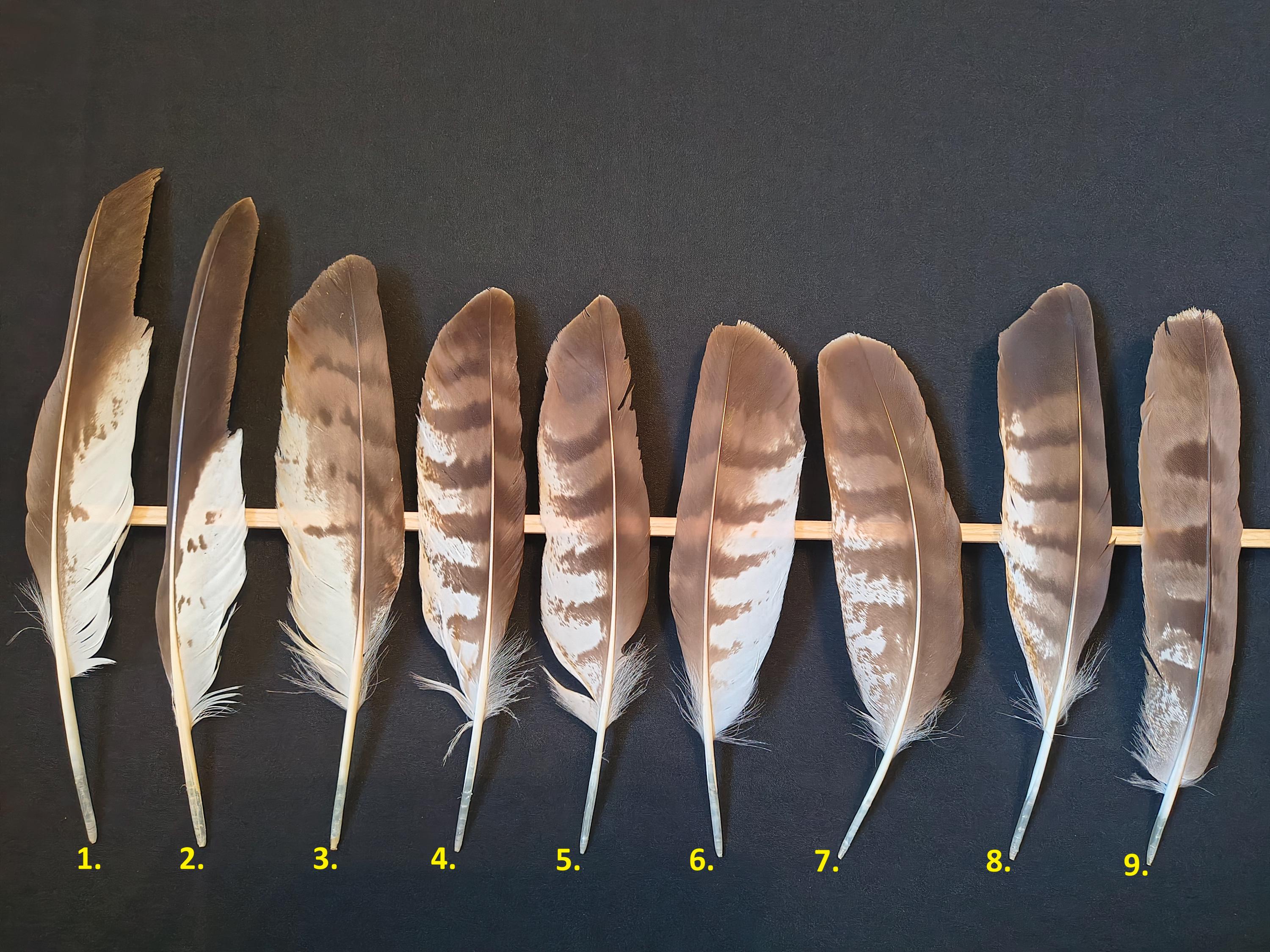 Common Buzzard Feather - Etsy