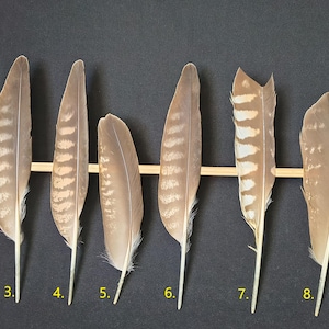 Falco feather