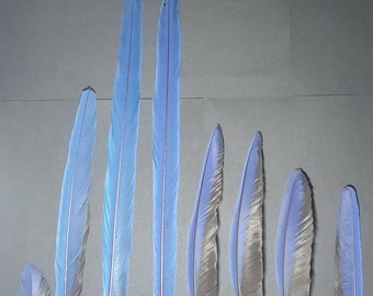 Ara hyacinth macaw (Anodorhynchus hyacinthinus) feather