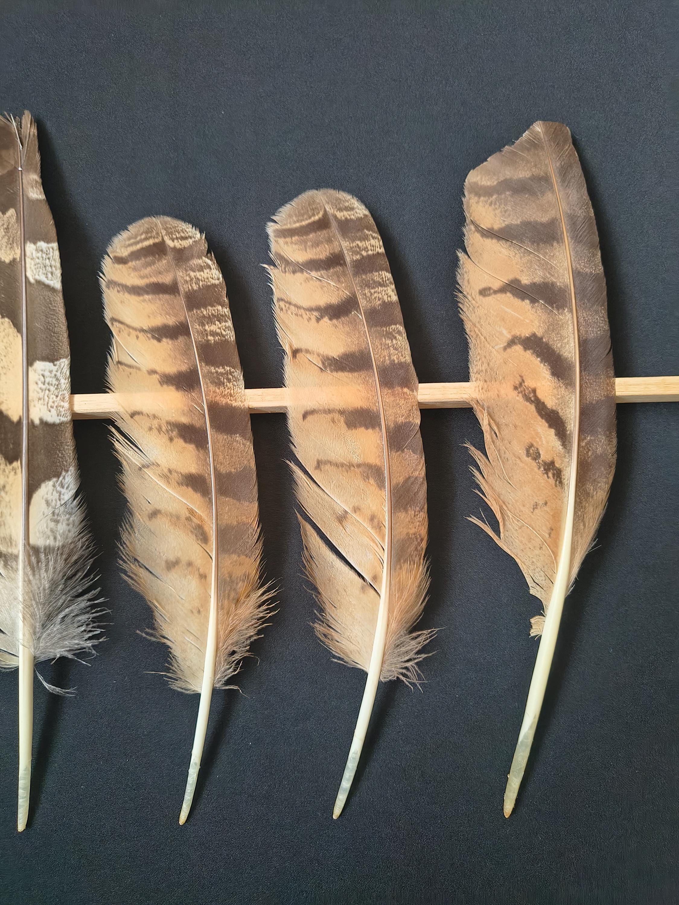Eagle owl Wing Feather bubo Bubo Etsy eagle-owl-wing-feather-bubo-bubo-etsy
