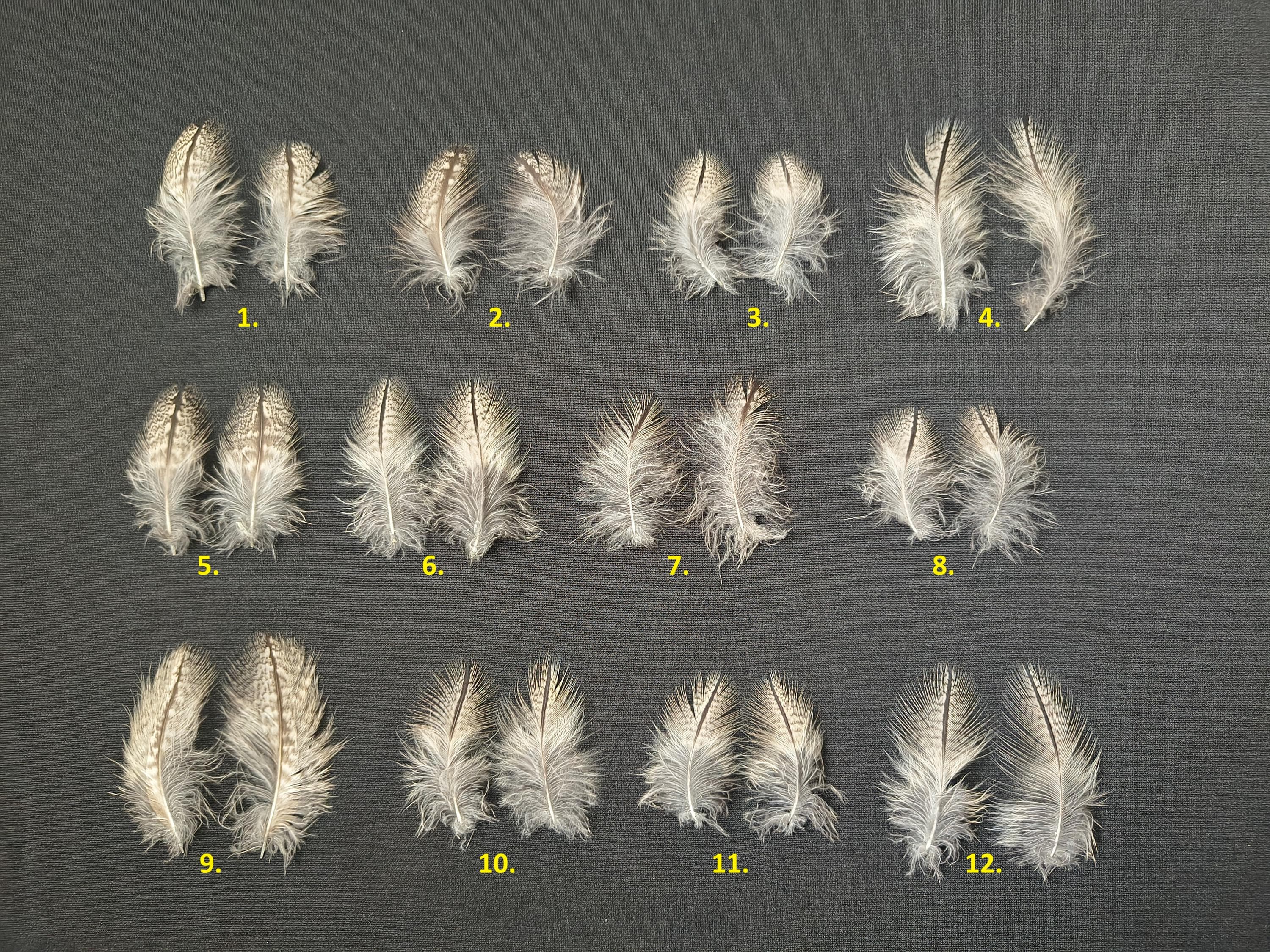 Fermez-vous Des Plumes De Perroquet Pour Le Fond Photo stock - Image du