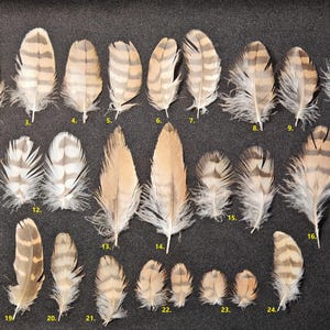 Common Kestrel (Falco tinnunculus) feather