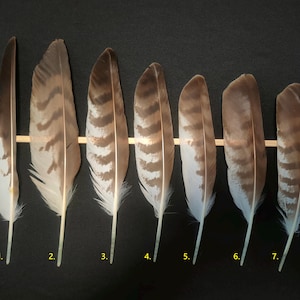 Mäusebussard Feder