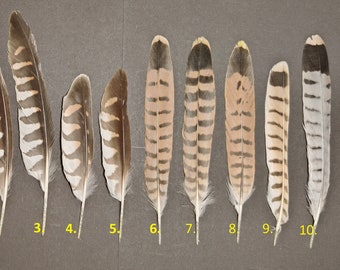 Common Kestrel (Falco tinnunculus) feather