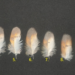 Feather barn owl (Tyto alba)