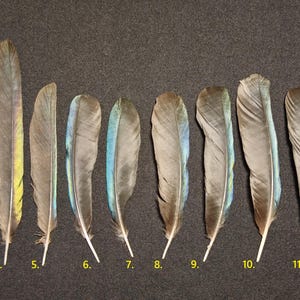 Eurasian magpie (pica pica) feather
