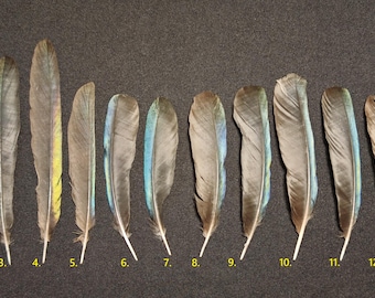 Eurasian magpie (pica pica) feather