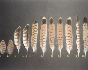 Common Kestrel (Falco tinnunculus) feather