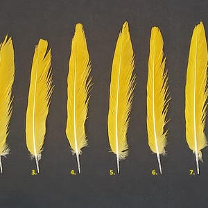 Yellow tail feather Golden parakeet (Guaruba guarouba)