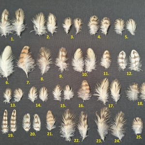 Common Kestrel (Falco tinnunculus) feather