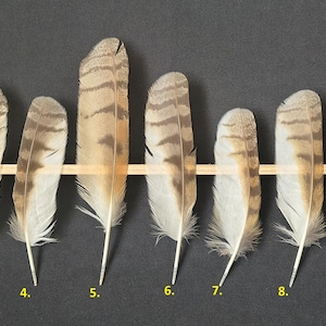 May include: Eleven feathers of varying sizes and patterns are displayed horizontally on a wooden dowel against a dark background. The feathers are primarily beige and brown with striped patterns, and each is numbered from 1 to 11.