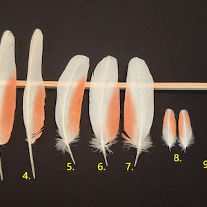 Parrot Macaw (Cacatua) cockatoo feathers