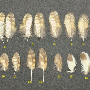 Long-eared owl (Asio otus) feathers