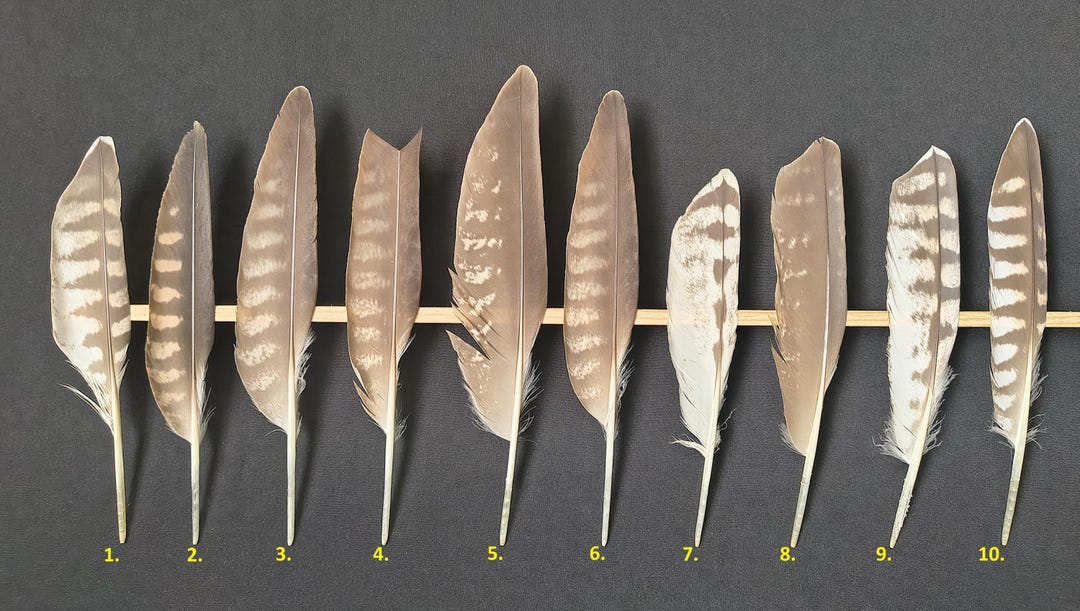 Raptor Falco Feather: Ethically Sourced - Etsy